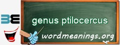 WordMeaning blackboard for genus ptilocercus